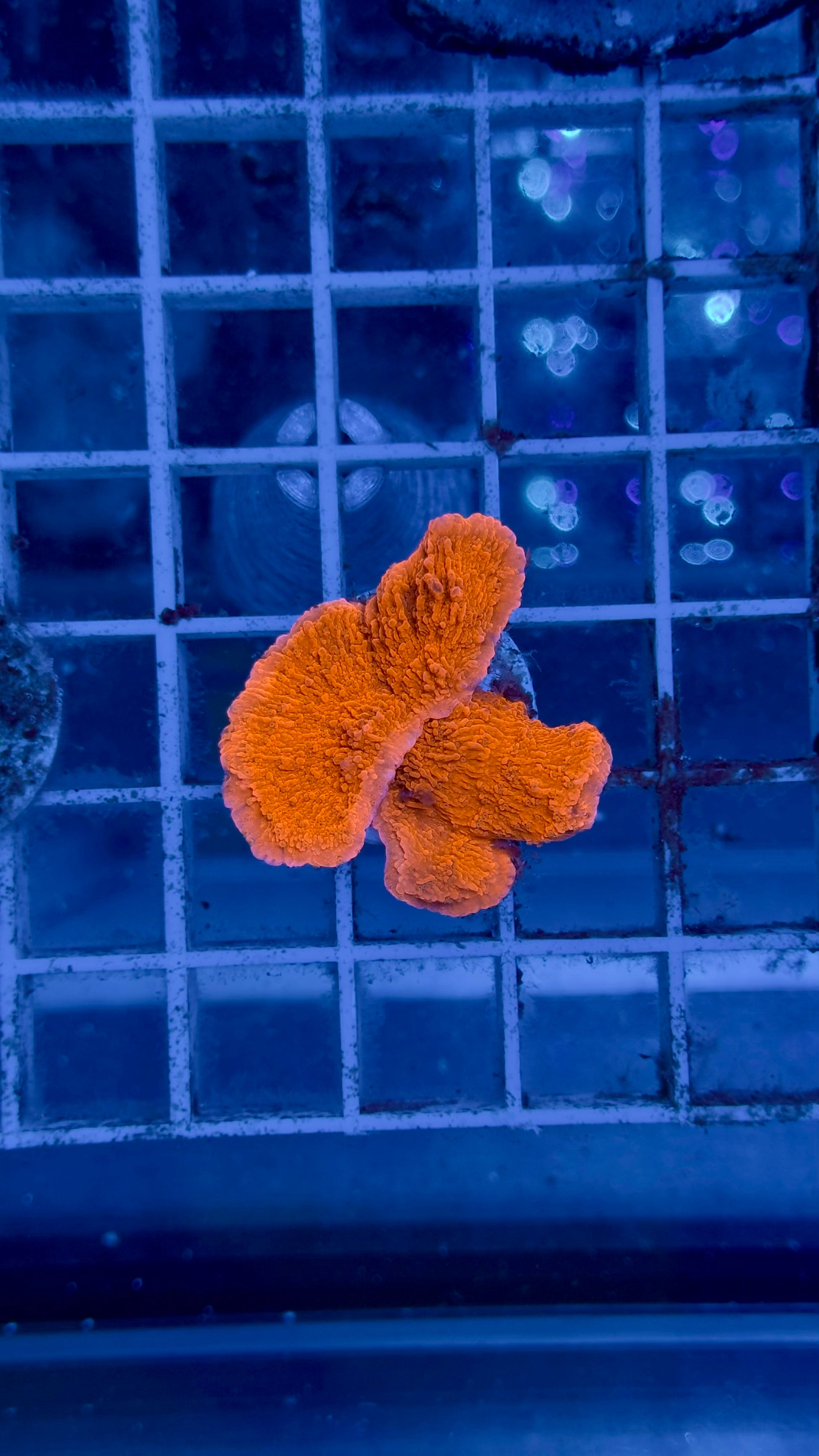 Montipora plato naranja - CoralMastery | CORAL