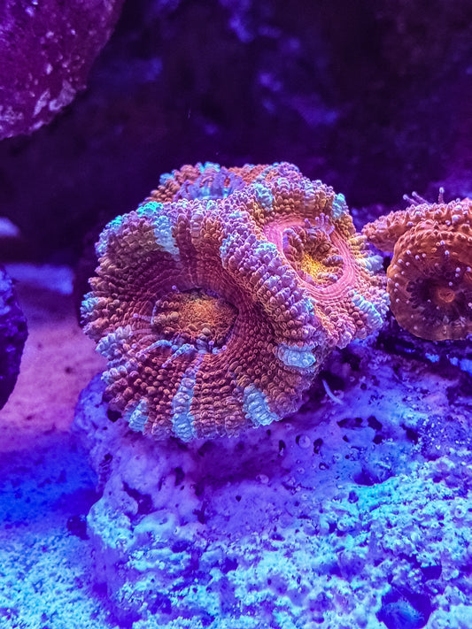 Coral Acanthastrea