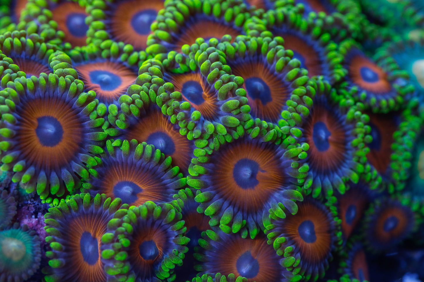 zoanthus