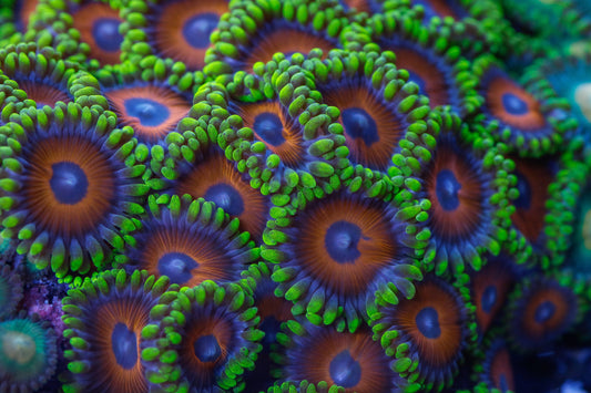 zoanthus