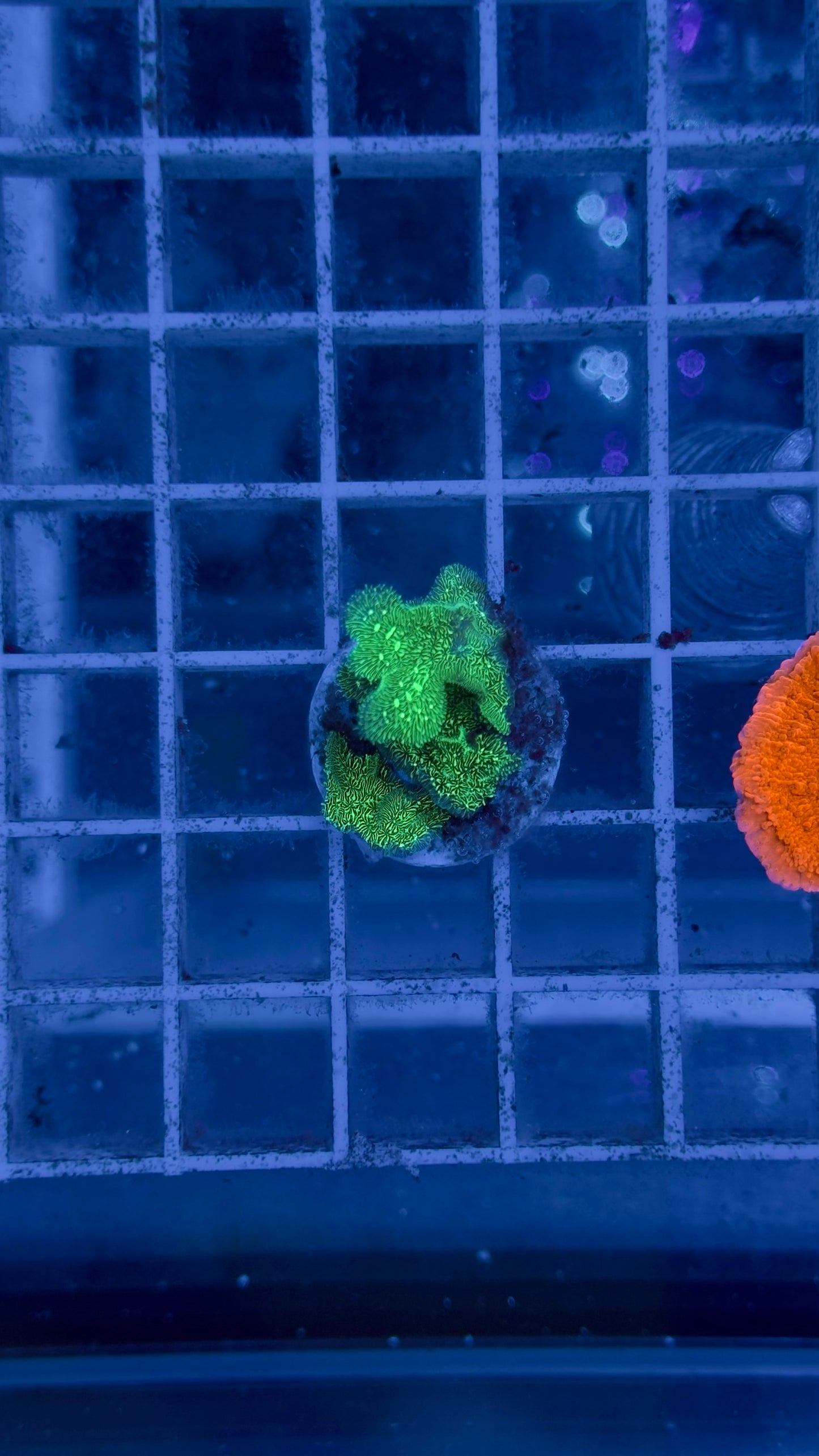 Pavona Cactus - CoralMastery | CORAL