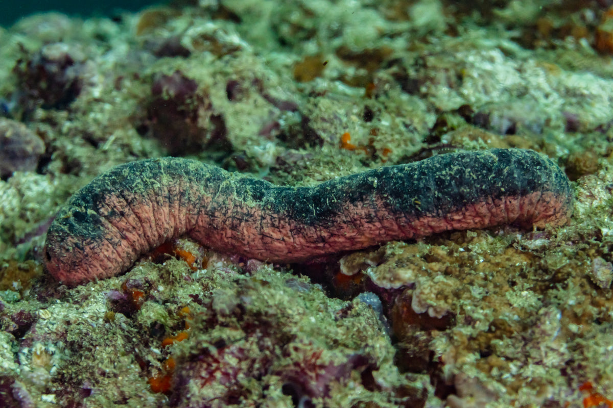 Holothuria edulis (Pepino de Mar Rosa y Negro)