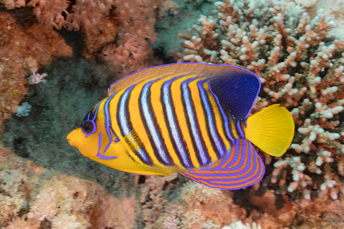 Pygoplites diacanthus (Pez Ángel Real)