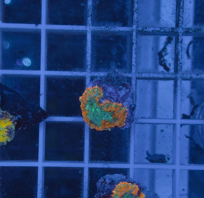 Rhodactis Orange Ring