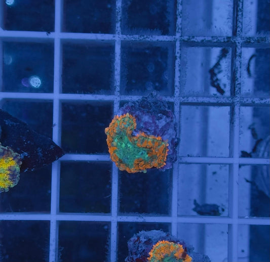 Rhodactis Orange Ring