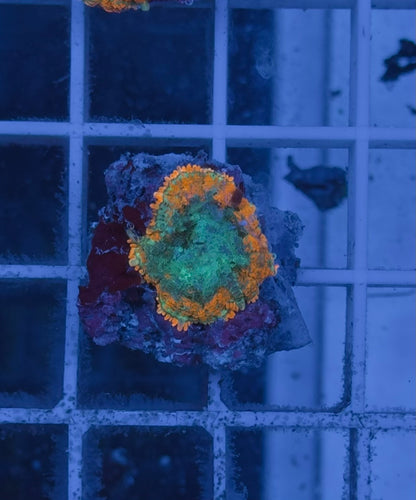 Rhodactis Orange Ring