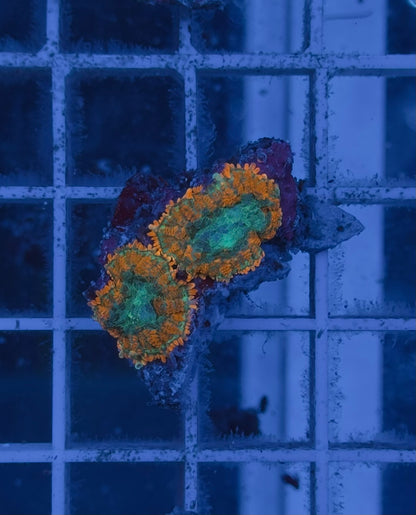 Rhodactis Orange Ring