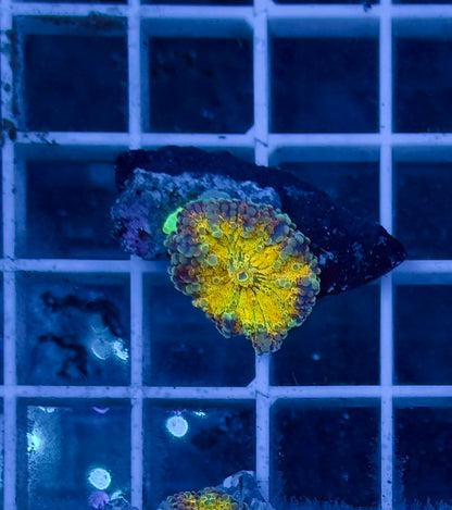 Ricordea Rainbow Yellow