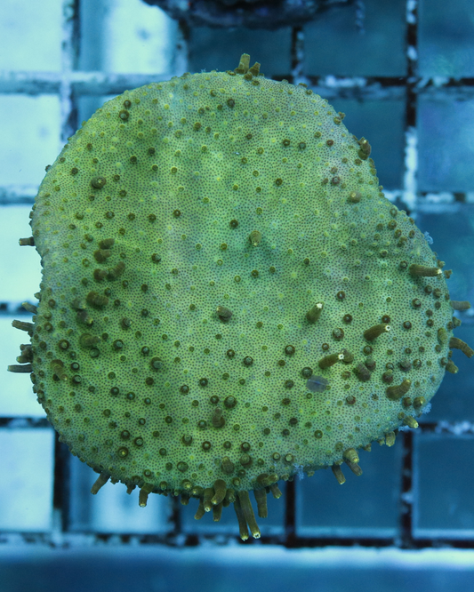 Sarcophyton