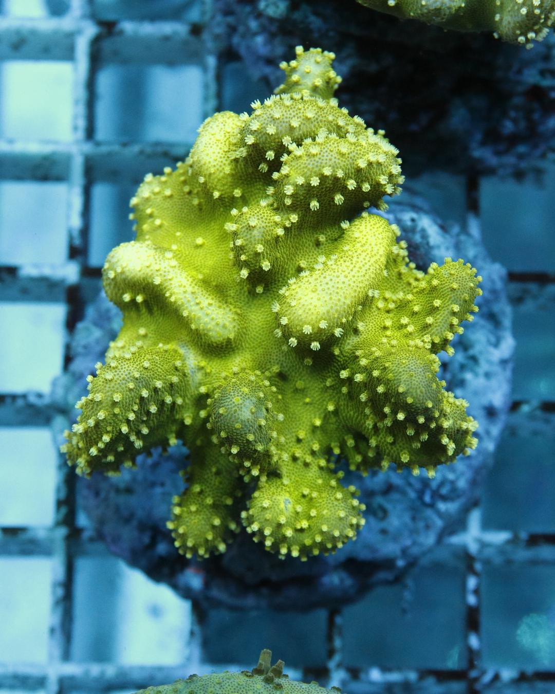 Sarcophyton