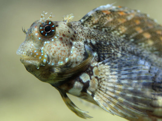 Salarias fasciatus - Blenio