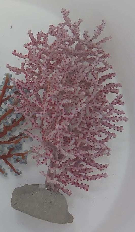 Gorgonia no fotosintética Swiftia spp. B027 CoralMastery, coral rosa para acuario marino.