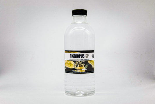 JELLY FARMER - Tigriopus sp