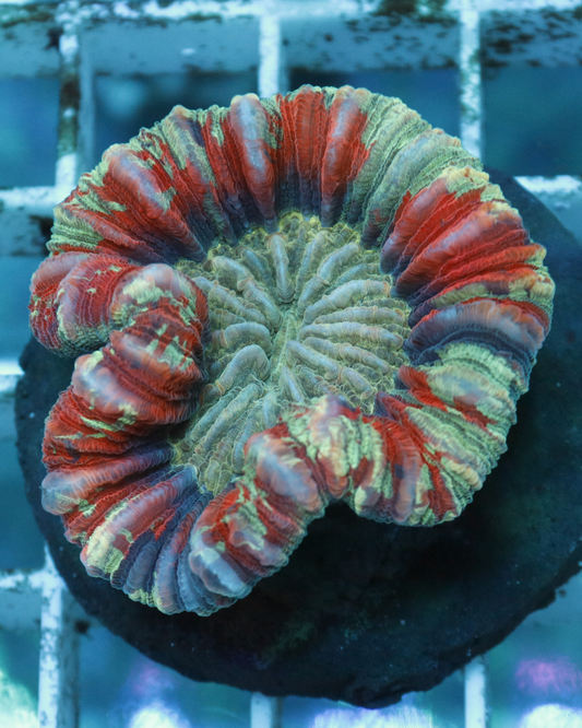 Trachyphyllia Red