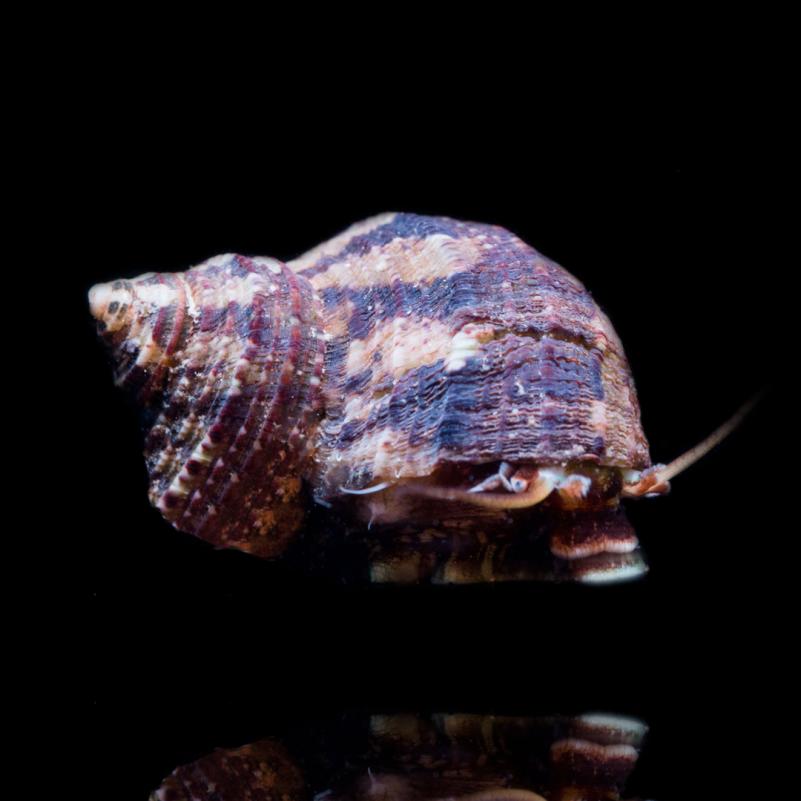 Turbo fluctuosa CoralMastery, el caracol mexicano ideal para control de algas en arrecifes.