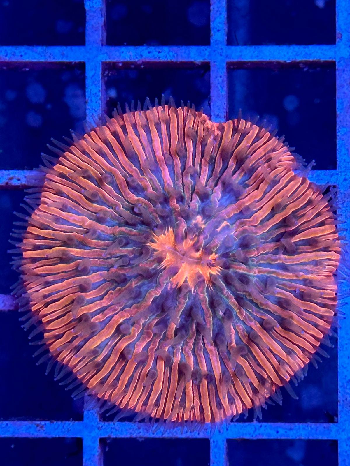 Ultra Orange & Purple "Tiger Eye" Cycloseris Fungia WYSIWYG - CoralMastery