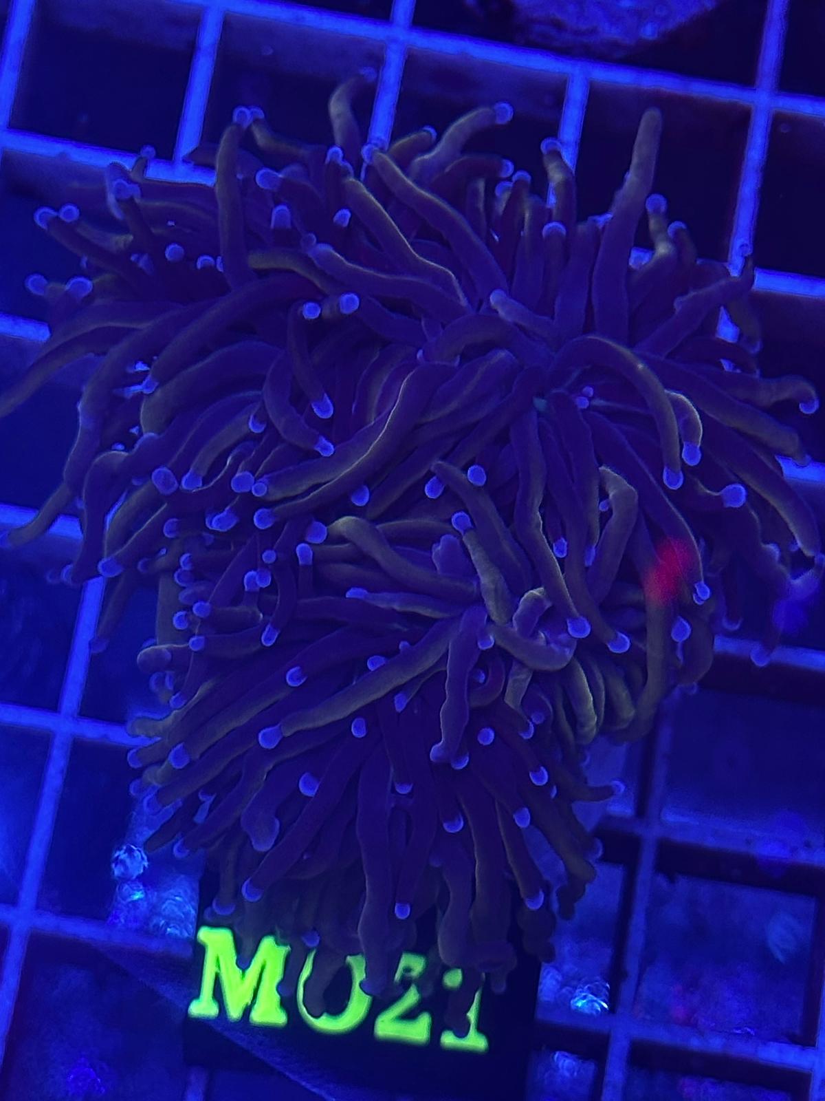 Euphyllia Torch "Midnight Grail" - CoralMastery | CORAL