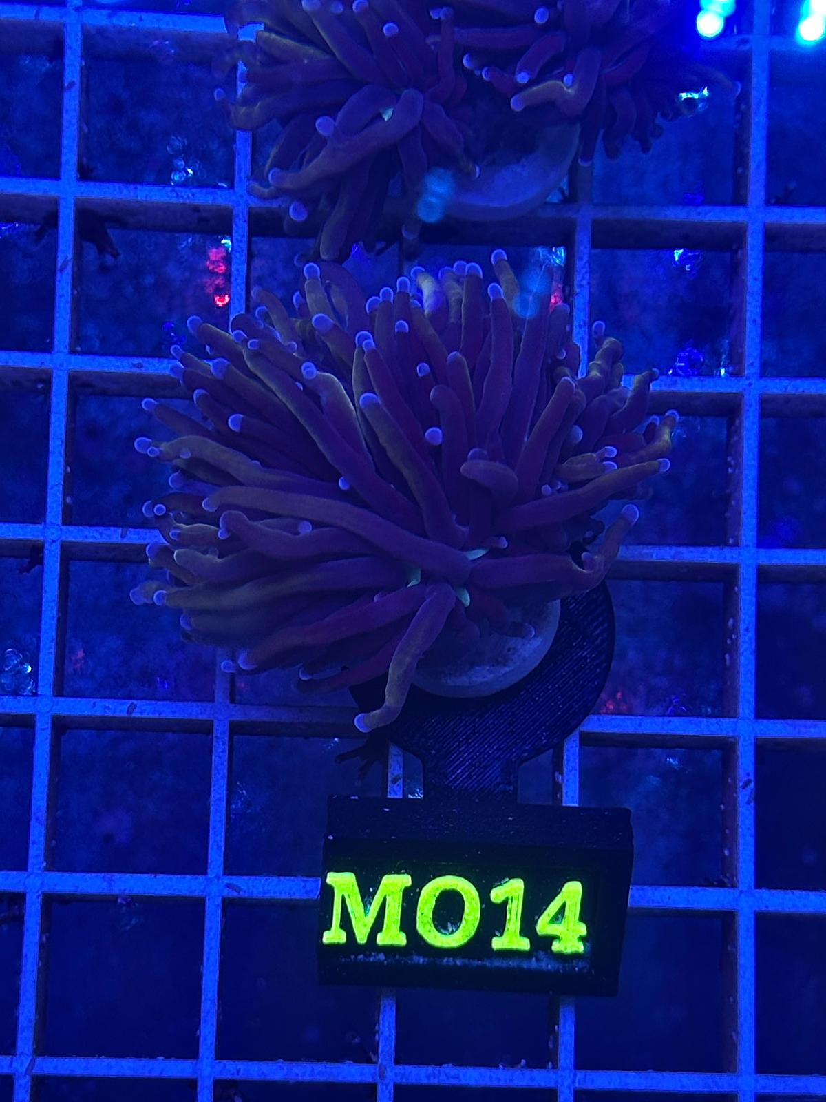 Euphyllia Torch "Midnight Grail" - CoralMastery | CORAL