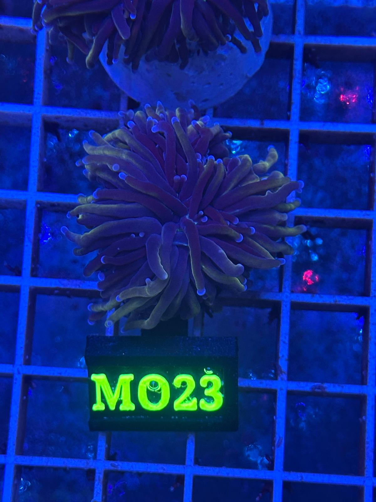 Euphyllia Torch "Midnight Grail" - CoralMastery | CORAL
