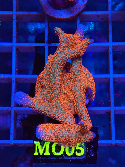 Montipora sp. "Forest Fire" MO05 - CoralMastery | CORAL