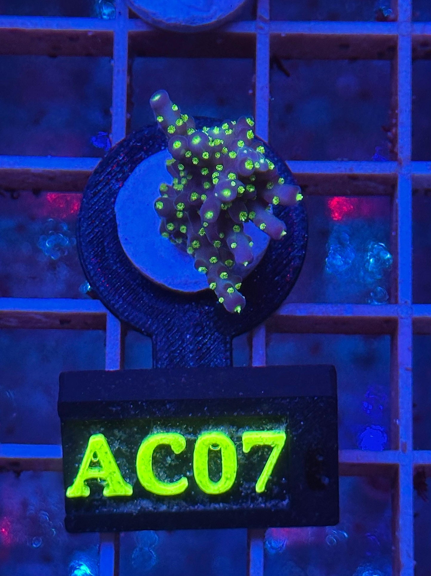 Acropora Tenuis "JOKER"