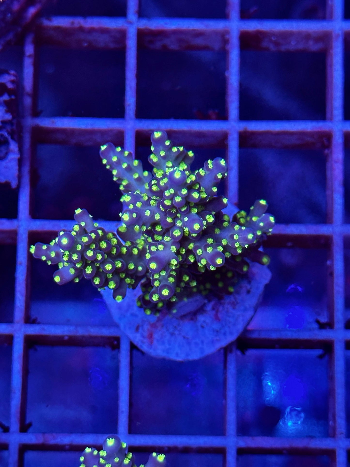 Acropora Tenuis "JOKER"