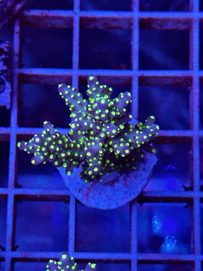 Acropora Tenuis "JOKER"
