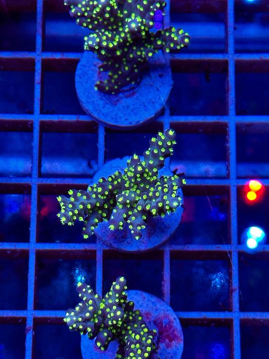 Acropora Tenuis "JOKER"