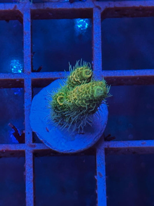 Acropora MILLEPORA GOLDEN GREEN - CoralMastery | CORAL