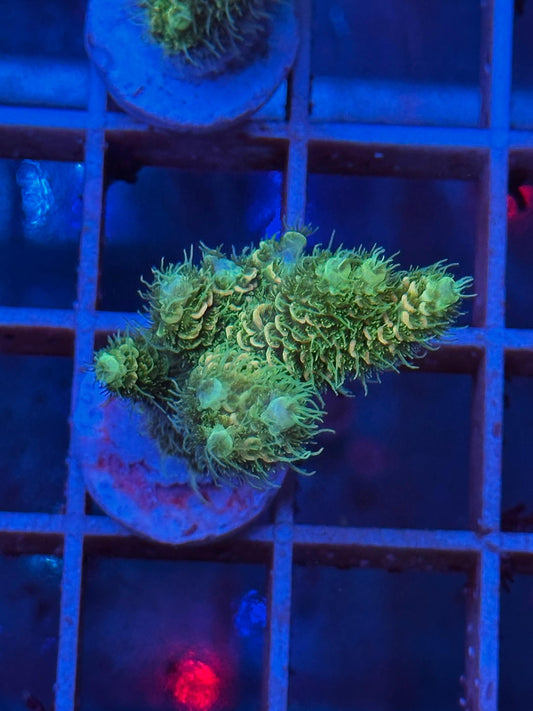 Acropora MILLEPORA GOLDEN GREEN