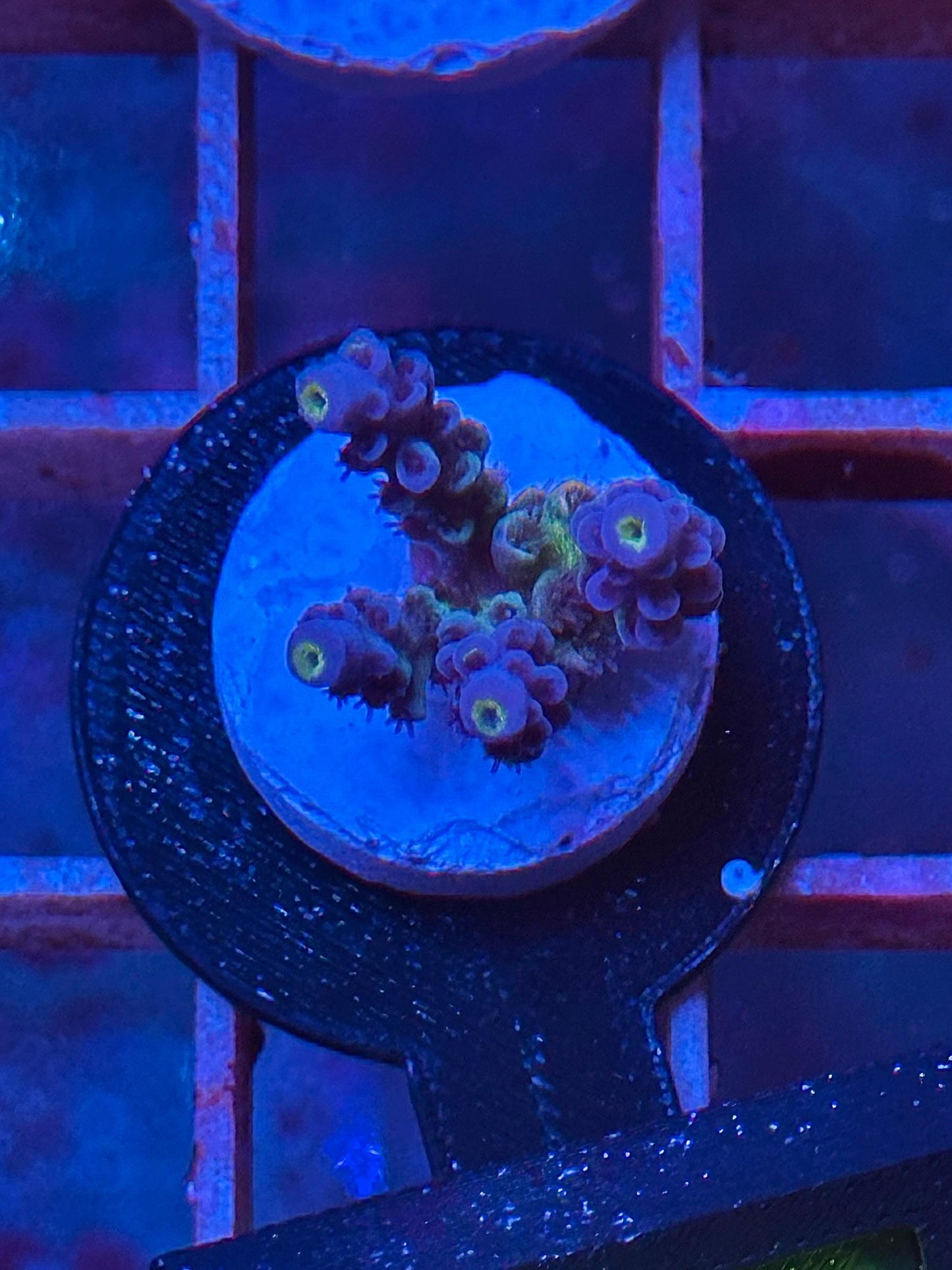 Acropora Tenuis Walt Disney