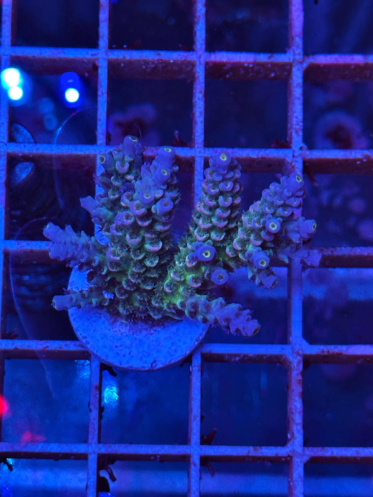 Acropora Tenuis Walt Disney