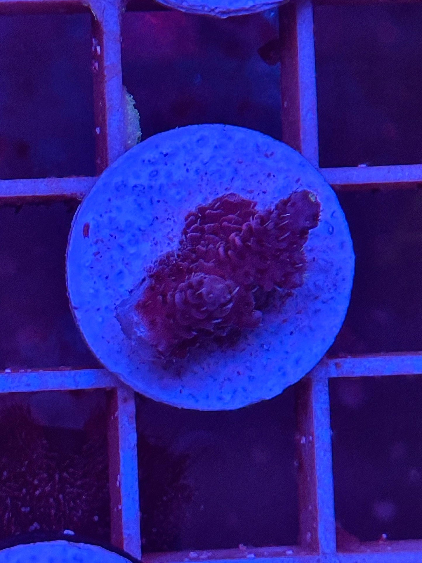 Acropora millepora "Ultra RED"