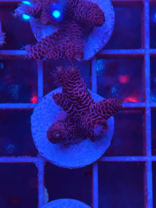 Acropora millepora "Ultra RED"