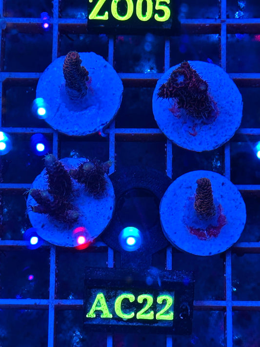 Acropora millepora "RED Sunset"