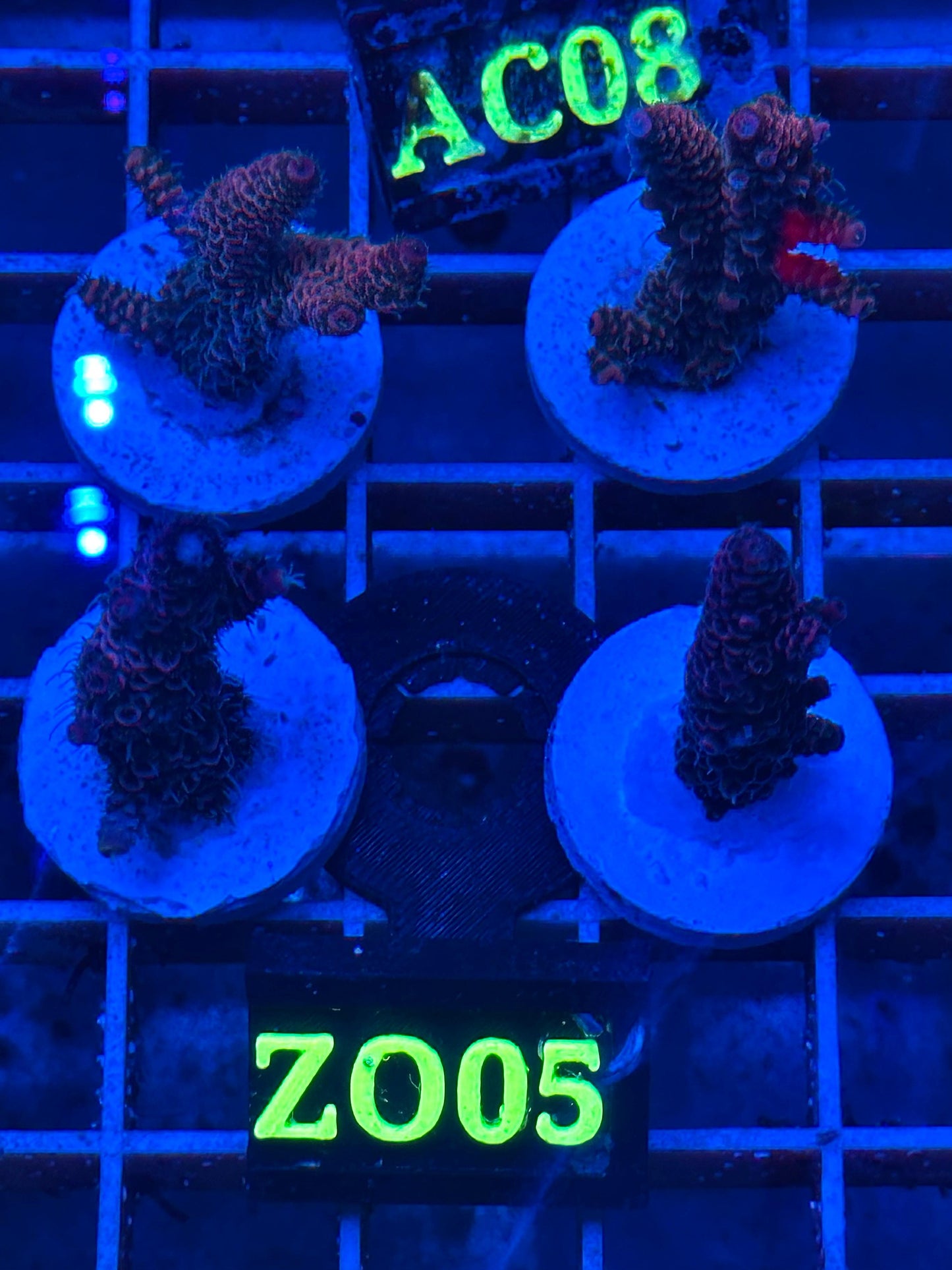 Acropora millepora "RED Sunset"