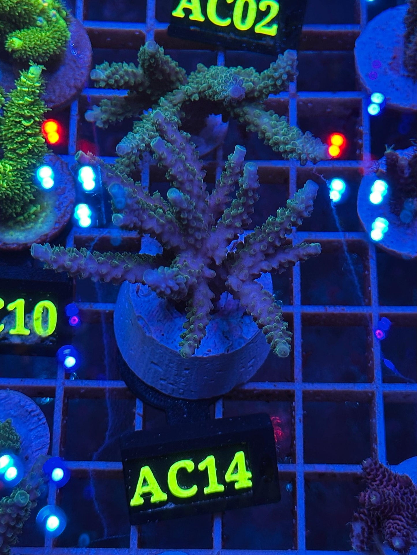 Acropora válida "JOKER"