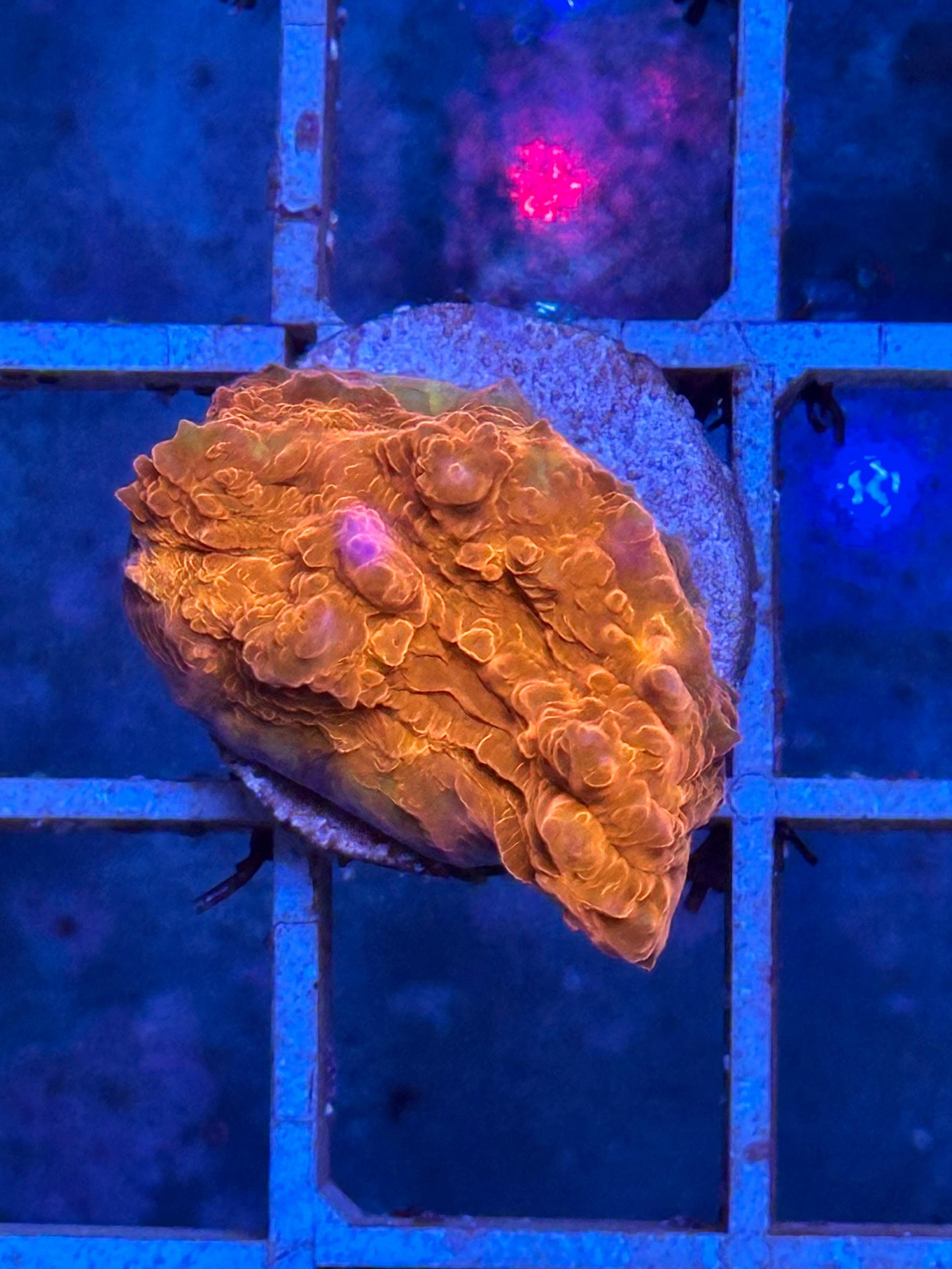 Chalice Solar Fusion - CoralMastery | CORAL