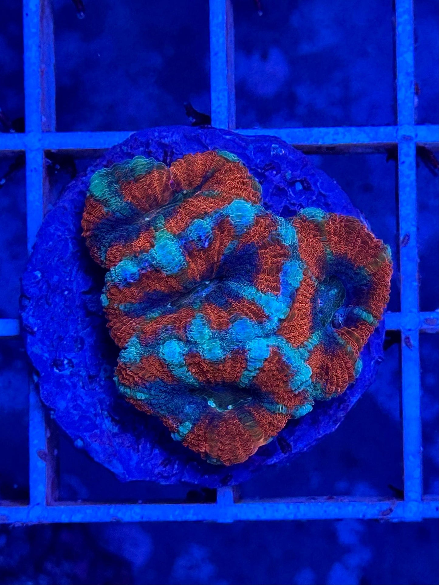 Acantastrea/Microussa lordhowensis RAINBOW BLUE WYSIWYG - CoralMastery | CORAL