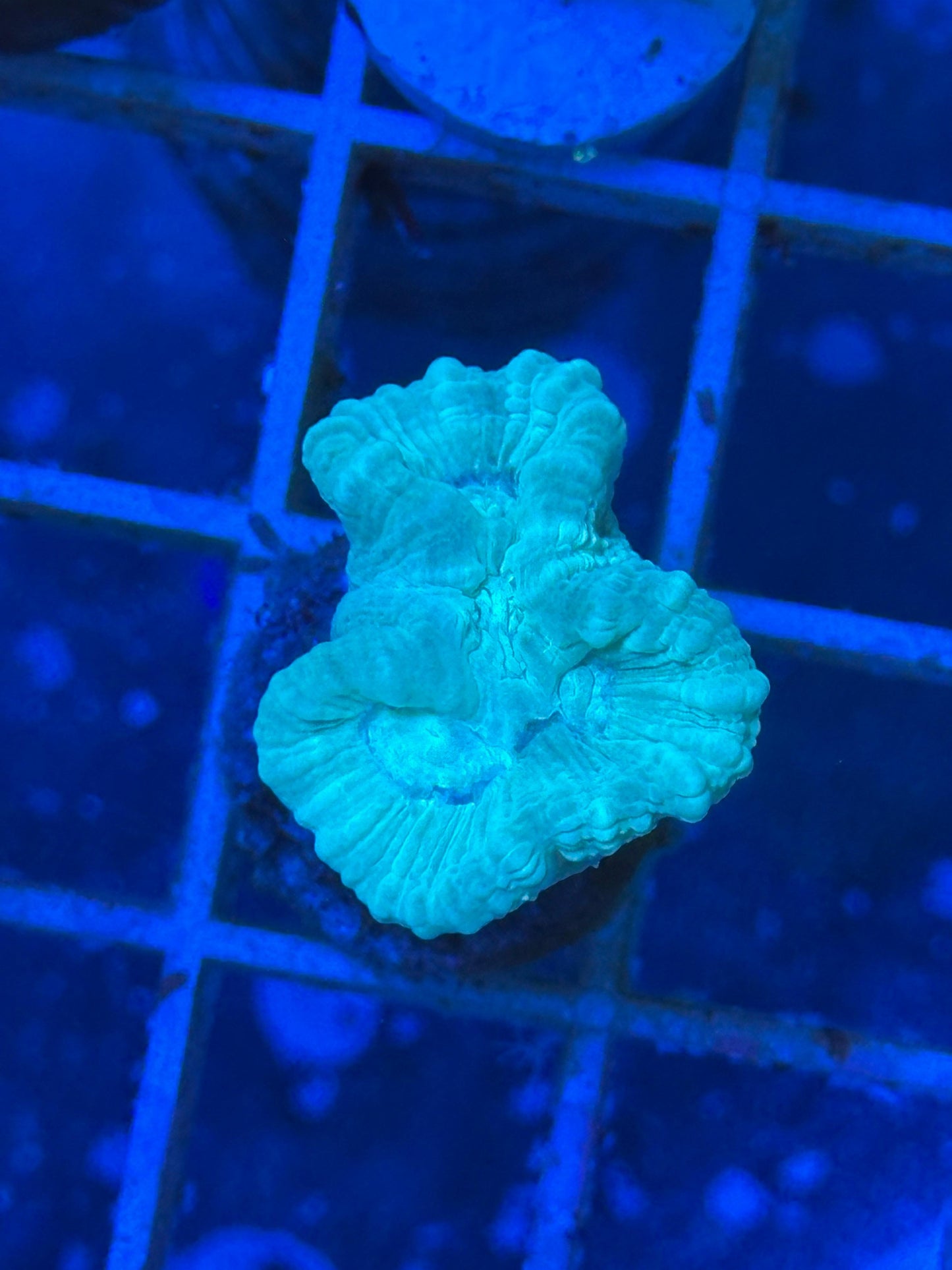 Caulastrea furcata "Blue" (Coral caramelo azul / Trumpet Coral) - CoralMastery | CORAL