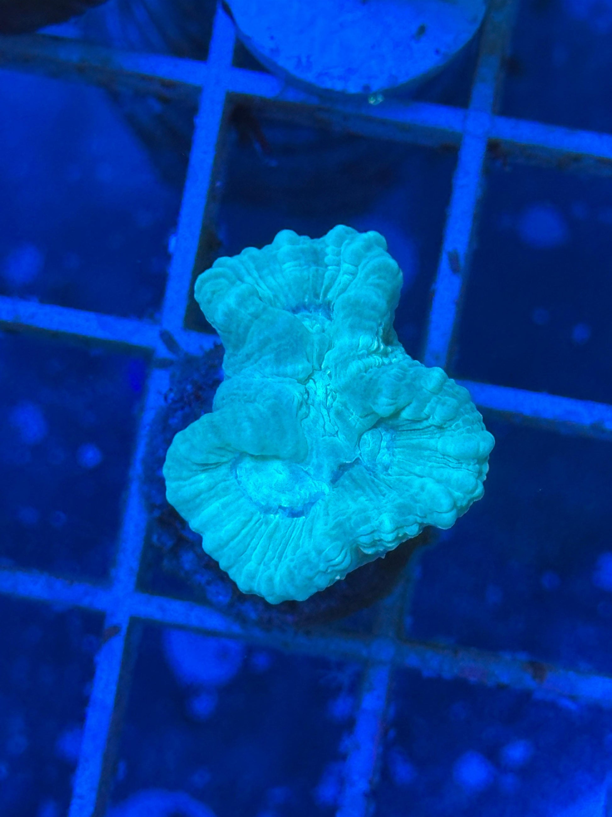 Caulastrea furcata "Blue" (Coral caramelo azul / Trumpet Coral) - CoralMastery | CORAL