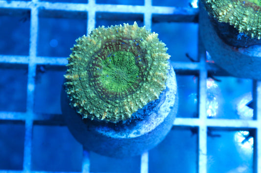 Lobophyllia Golden Green