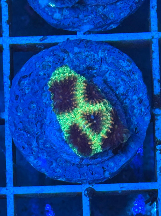 Favites sp. "Dragon Soul"