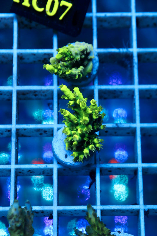 Acropora aculeus "Verde Fluor"