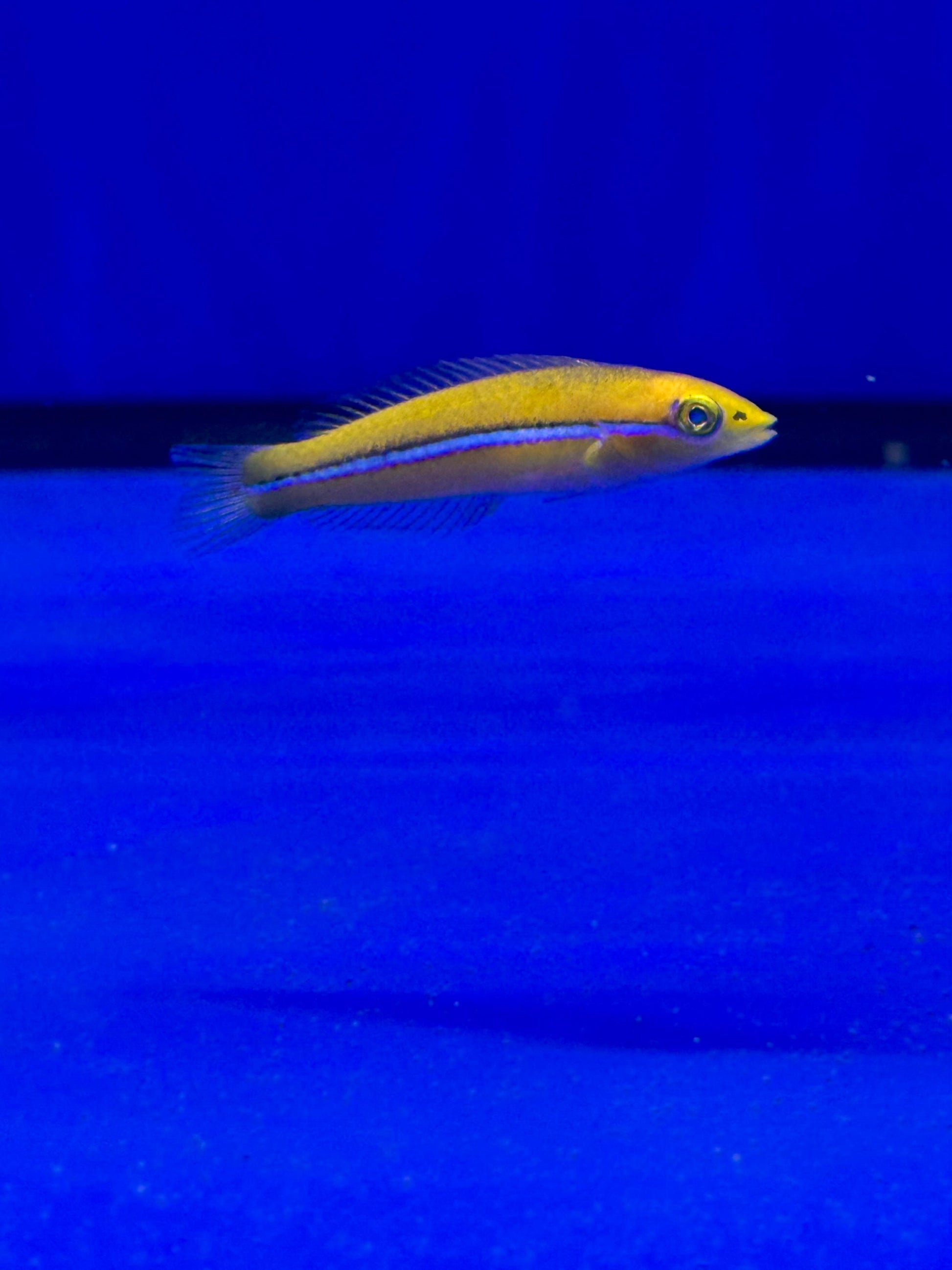 Halichoeres garnoti (Lábrido de Garnot / Yellowhead Wrasse) - CoralMastery | PECES