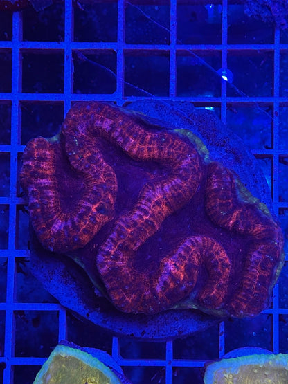Symphyllia sp. WYSIWYG "Red Rim & Dark Blue Center" (Coral cerebro de borde rojo y centro azul) L020 - CoralMastery