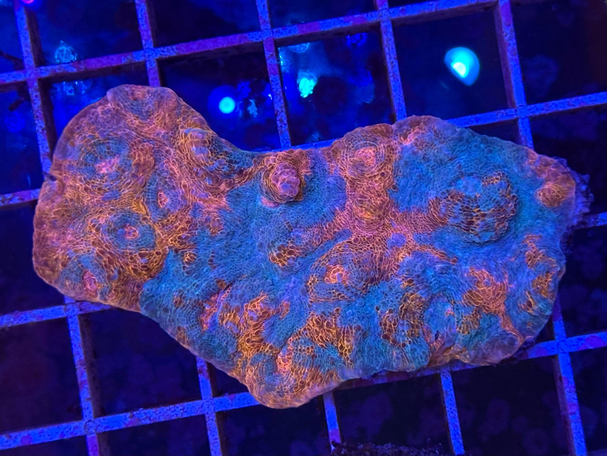 Echinophyllia sp. "Katar Orenji" (Chalice Katar Orenji)