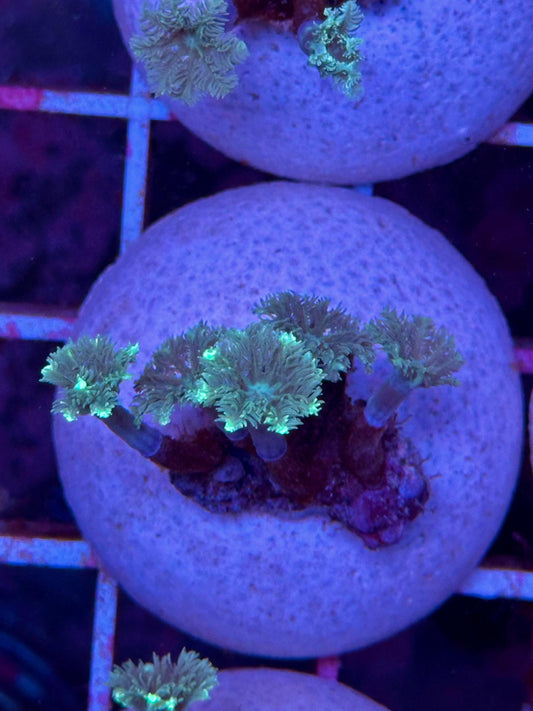 Clavularia "Verde" (Coral estrella verde / Green Star Polyps)