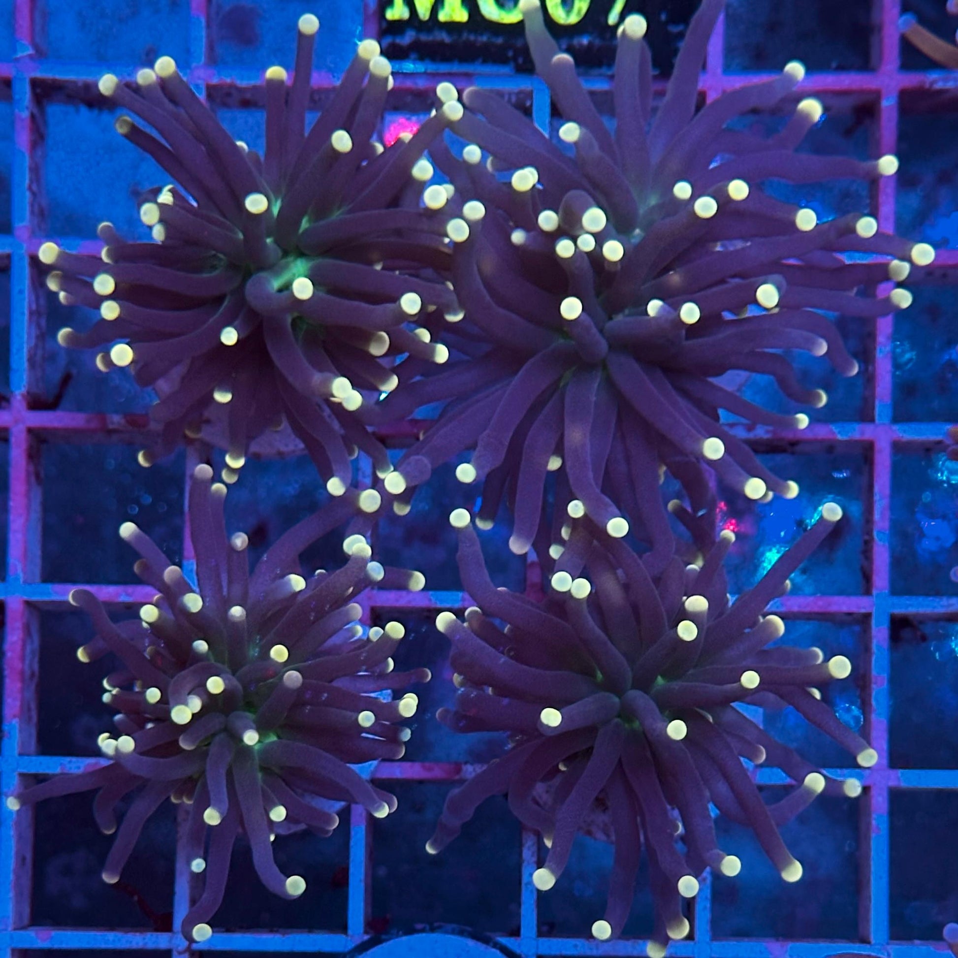 Euphyllia glabrescens "Black Torch" (Yellow Tips) (Antorcha Negra / Black Torch Coral) - vista 2