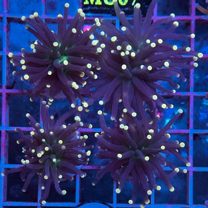 Euphyllia glabrescens "Black Torch" (Yellow Tips) (Antorcha Negra / Black Torch Coral) - vista 2